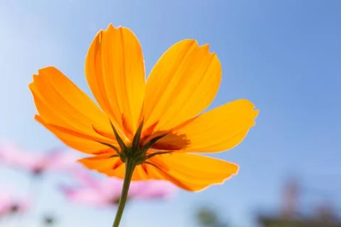 Orange Flower Stock Photos