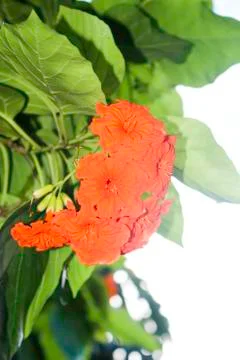 Orange Flower Stock Photos