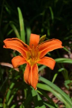 Orange Flower Stock Photos