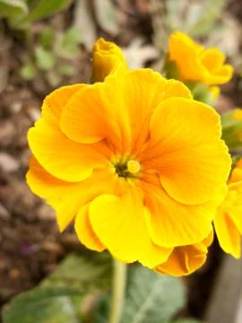 Orange Flower Stock Photos