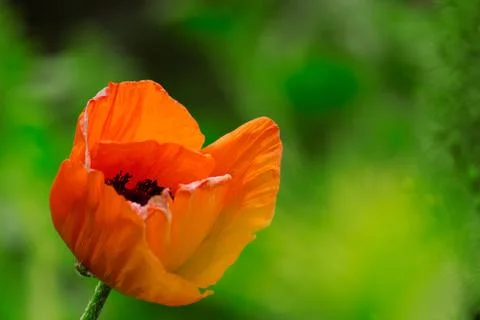 Orange flower Stock Photos