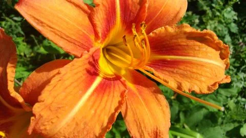 Orange flower Fotos Stock