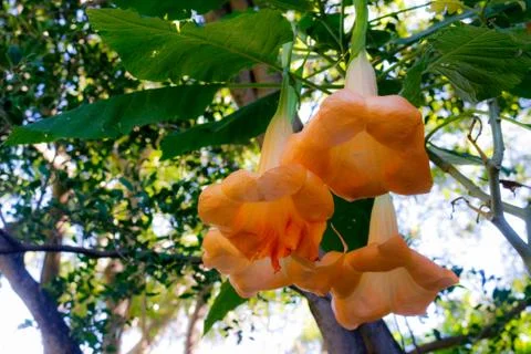 Orange flower Foto stock