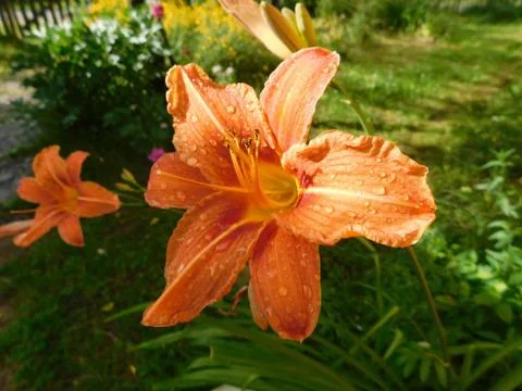 Orange flower Stock Photos