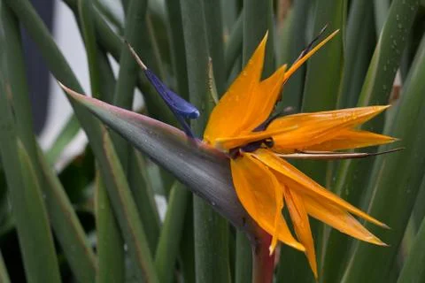 Orange flower. Stock Photos