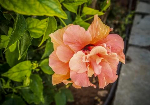 Orange flower Stock Photos