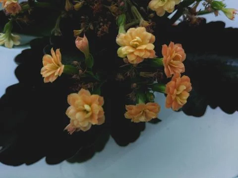 Orange flower Stock Photos