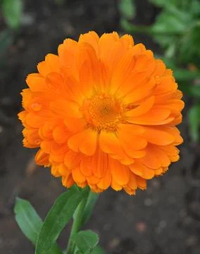 Orange flower Stock Photos