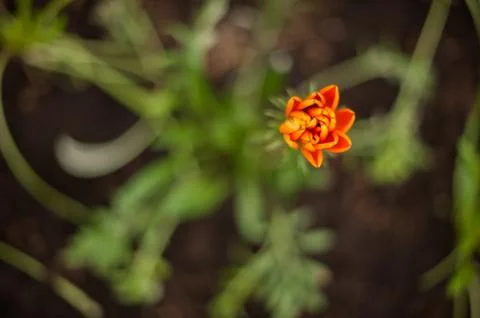 Orange flower Stock Photos