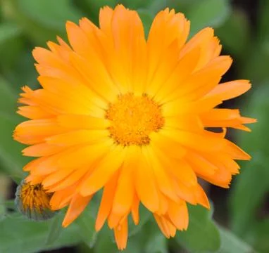 Orange flower Stock Photos