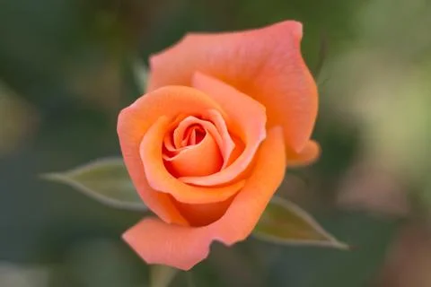 Orange flower Stock-Fotos