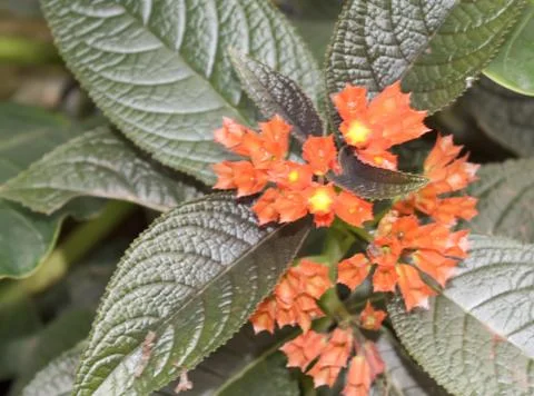 Orange Flower Stock Photos