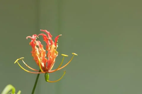 Orange Flower Stock Photos