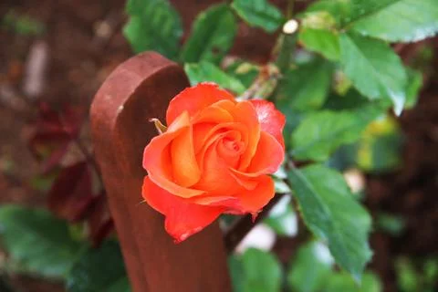 Orange Flower 写真素材