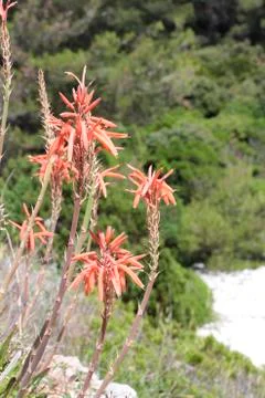 Orange flower Stock Photos