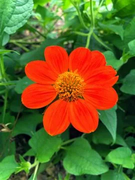 Orange Flower Stock Photos