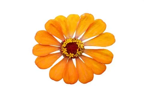Orange flower Foto stock