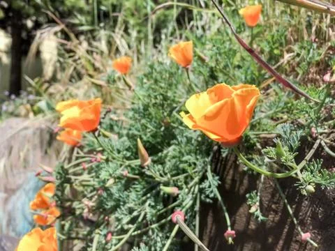 Orange Flower Stock Photos