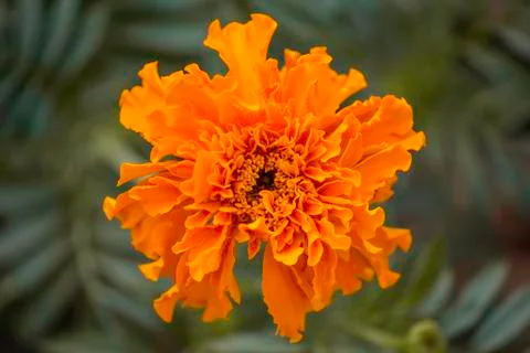 Orange flower Stock Photos