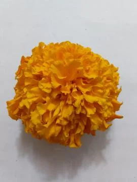 An orange flower Stock Photos