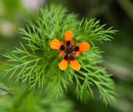 Orange flower Foto stock