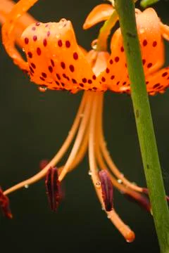 Orange flower Foto stock