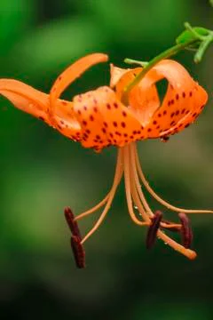 Orange flower Foto stock