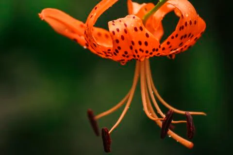 Orange flower Foto stock