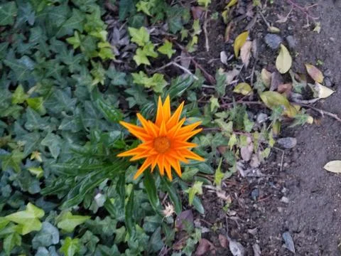 Orange flower Stock Photos