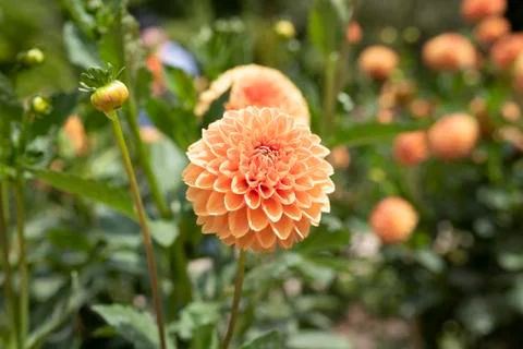 Orange flower Stock Photos