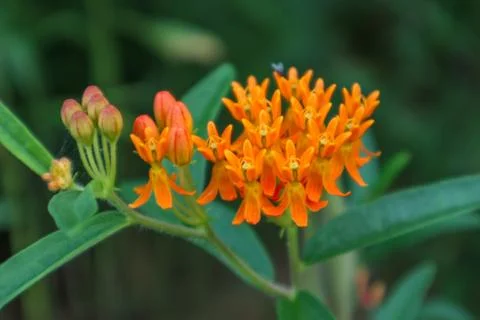 Orange Flower Foto stock