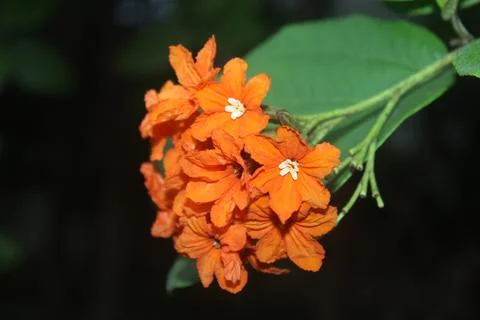 Orange  flower Stock Photos