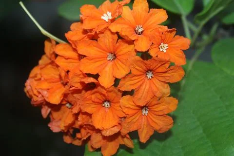 Orange flower Stock Photos