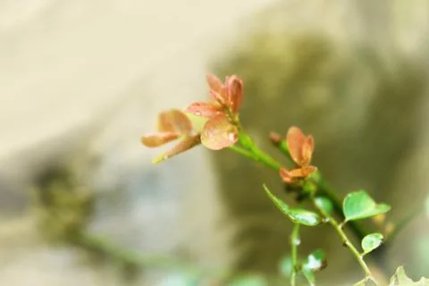 Orange Flower Stock Photos