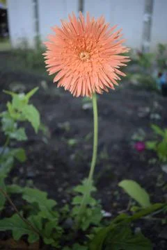 Orange Flower Stock Photos
