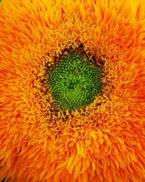 Orange flower Stock Photos