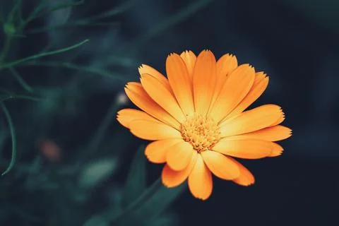 Orange Flower Foto stock