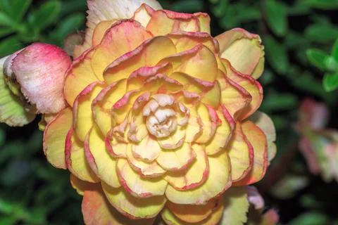 An orange flower 库存照片