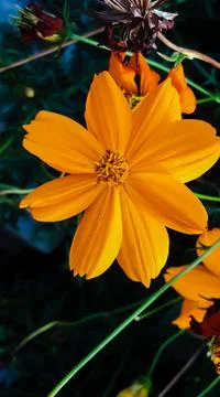 Orange Flower 스톡 사진