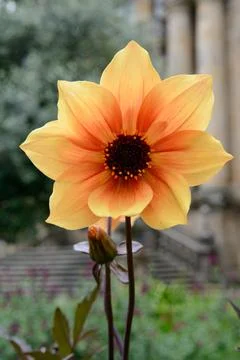 Orange flower Stock Photos