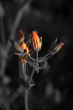 Orange flower Stock Photos