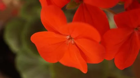 Orange flower Stock Photos