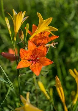 Orange flower 스톡 사진