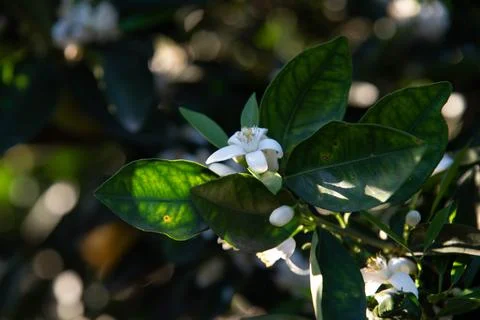 Orange flower Stock Photos
