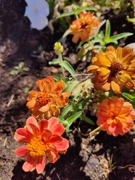 Orange flower Stock Photos