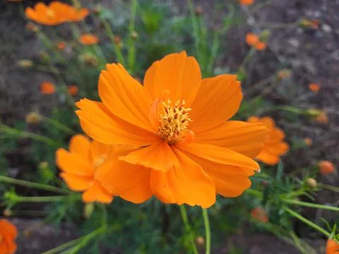 Orange Flower Stock Photos