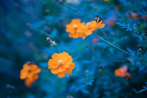 Orange flower Stock Photos