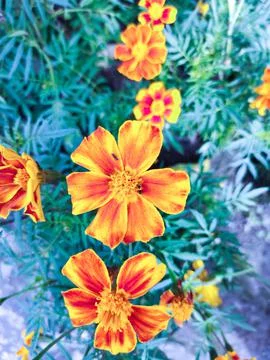 Orange flower Stock Photos