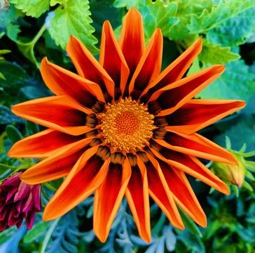 Orange Flower Foto stock