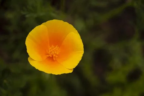 Orange Flower Stock Photos